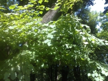 07062009518.jpg